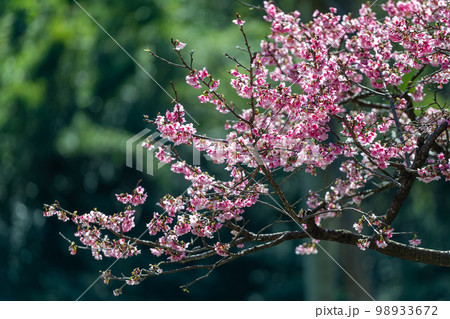 The beautiful pink cherry blossoms sway in the wind. Poetic and picturesque. 98933672