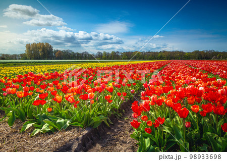 Beautiful flowery landscape with various colorful tulip fields in Netherlands Beautiful flowery landscape with various colorful tulip fields in Netherlands 98933698