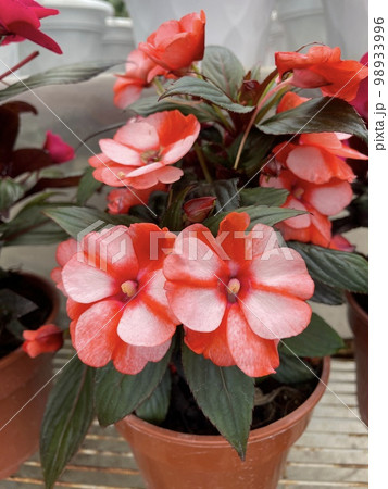 Sweet Red New Guinea Impatiens Plant Sweet Red New Guinea Impatiens Plant 98933996