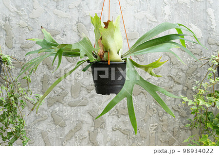 Elkhorn fern on hanging pot with gray concrete background 98934022