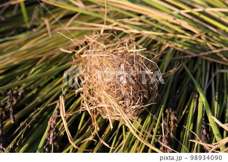 ゆずの里毛呂山町の棚田で古代米の黒い稲穂の稲刈り中に発見された珍しいカヤネズミの巣 ゆずの里毛呂山町の棚田で古代米の黒い稲穂の稲刈り中に発見された珍しいカヤネズミの巣 98934090