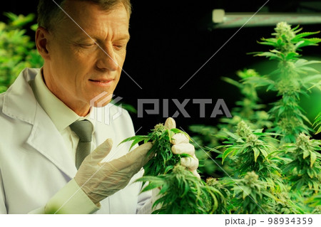 A male scientist inspects the gratifying leaves of cannabis plant. A male scientist inspects the gratifying leaves of cannabis plant. 98934359