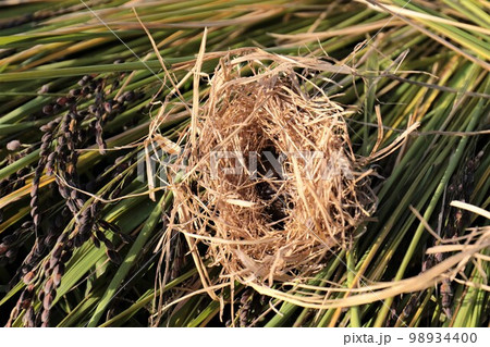 ゆずの里毛呂山町の棚田で古代米の黒い稲穂の稲刈り中に発見された珍しいカヤネズミの巣 98934400