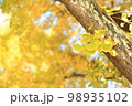 銀杏（銀杏）の葉：緑から黄色に変わる過程 98935102