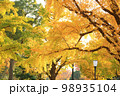 イチョウ（銀杏）の彩り：都市公園 98935104