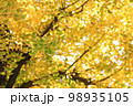 イチョウ（銀杏）一景：緑色を残す葉の束をメインに、黄色く色づいた葉を背景 98935105