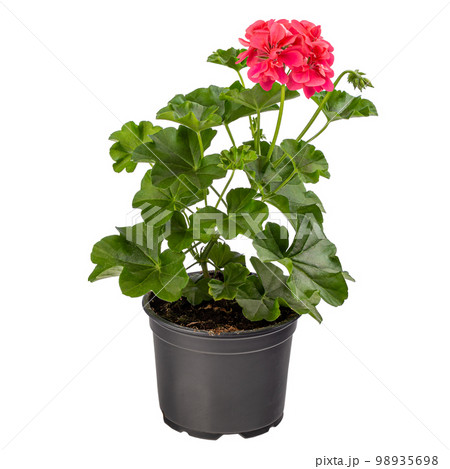 Red pelargonium in flower pot 98935698