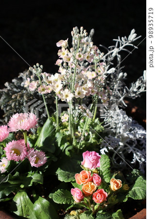 サクラソウの花寄せ植え 98935719