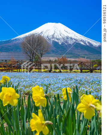 4月山梨・山中湖村　富士山と山中湖花の都公園のネモフィラと水仙 98936521