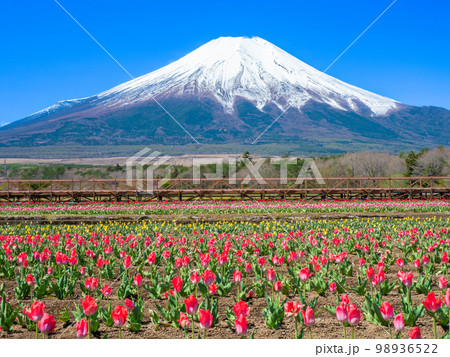 4月山梨・山中湖村　富士山と山中湖花の都公園のチューリップ 98936522