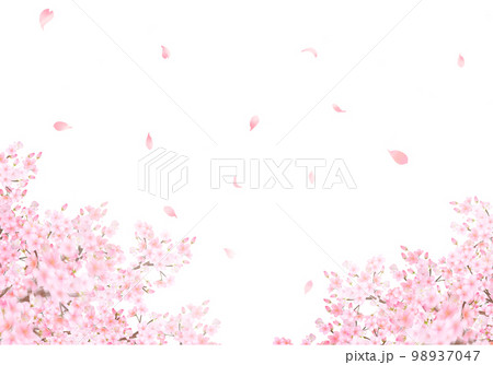 美しく華やかな満開の薄いピンク色の桜の花と花びら舞い散る春の白バックフレームベクター素材イラスト 98937047