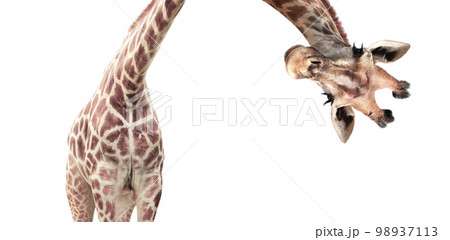 Giraffe face head hanging upside down. Curious gute giraffe peeks from above. Isolated on white 98937113