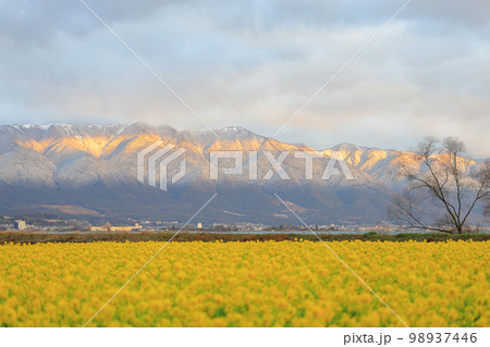 琵琶湖岸の冬景色 98937446