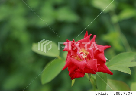 荒尾市 おもやい市民花壇 バラの花、 荒尾市 おもやい市民花壇 バラの花、 98937507