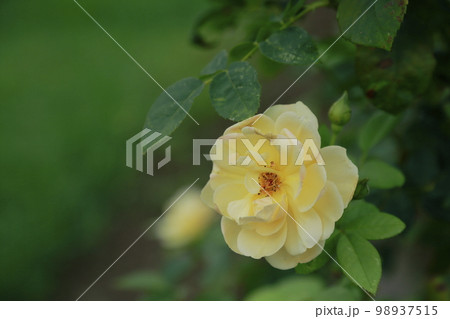 荒尾市　おもやい市民花壇　バラの花、 98937515