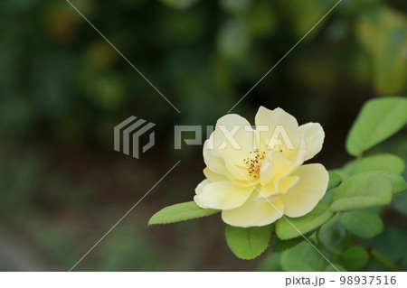 荒尾市　おもやい市民花壇　バラの花、 98937516