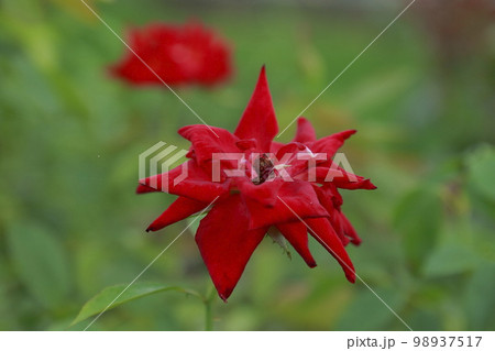 荒尾市　おもやい市民花壇　バラの花、 98937517