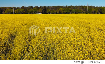 A field of rapeseed next to the road and woods. A field of rapeseed next to the road and woods. 98937678