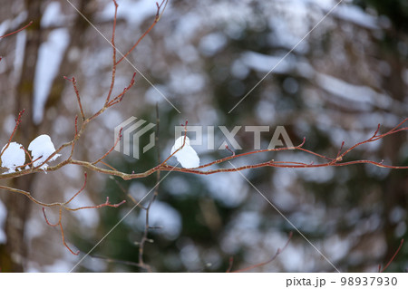 冬の森林　雪景色　2月　風景 98937930