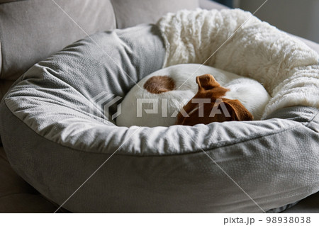 Cute dog lying in his bed. Bored lonely pet sleeping at home. Cute dog lying in his bed. Bored lonely pet sleeping at home. 98938038
