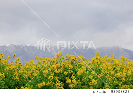 琵琶湖岸の冬景色 98938328