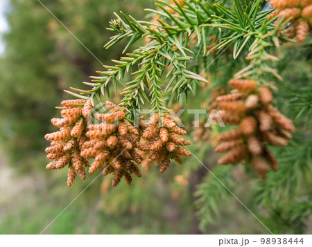 スギの花 98938444