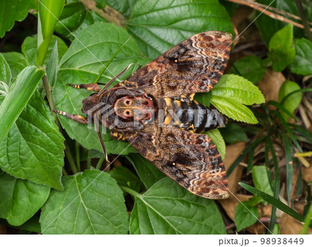 クロメンガタスズメ 98938449