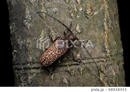 サビイロクワカミキリ 98938455