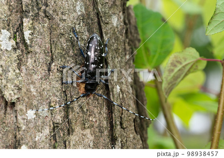 ツヤハダゴマダラカミキリ 98938457