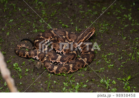 マムシ(ニホンマムシ) マムシ(ニホンマムシ) 98938458