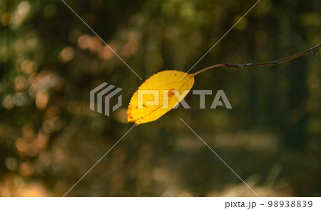 Close-up yellow leaf on a branch in autumn forest Close-up yellow leaf on a branch in autumn forest 98938839