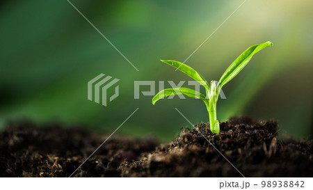 Young plant growing in a ground with sunlight. Environmental conservation and ecology concept. World Earth Day background. 98938842