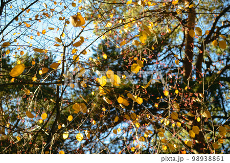 Many yellow leaves are illuminated by sunlight on the branches Many yellow leaves are illuminated by sunlight on the branches 98938861