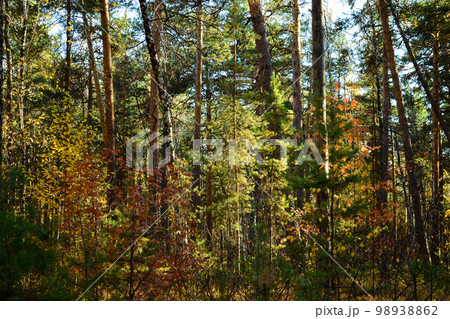 Multicolored leaves in the dense thicket of the autumn forest Multicolored leaves in the dense thicket of the autumn forest 98938862