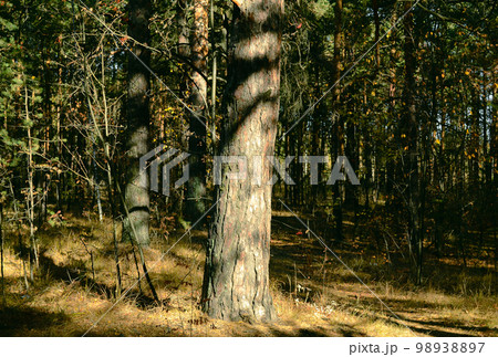 The trunk of a pine tree in a dense thicket of an autumn forest is illuminated by sunlight 98938897