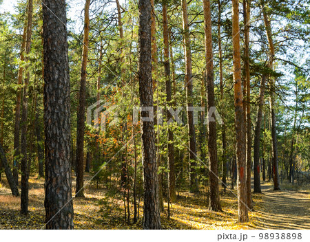 Thicket of autumn forest on a sunny day 98938898