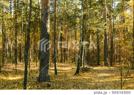 Thicket of autumn forest on a sunny day 98938900