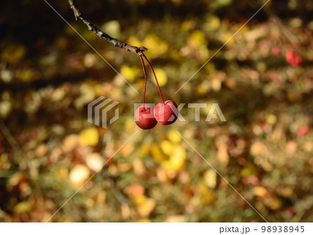 Two red small wild apples hang on a branch close-up Two red small wild apples hang on a branch close-up 98938945