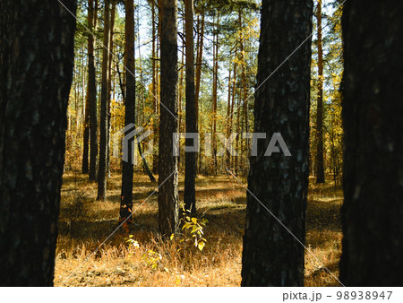 View of the autumn sunny landscape in the forest between tree trunks in the shade 98938947