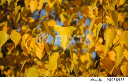 Yellow birch leaf close-up on a background of yellow leaves 98938953