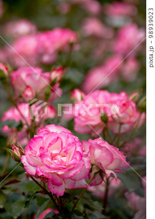 五月のバラ、華やかな色合いのニコル 98939023