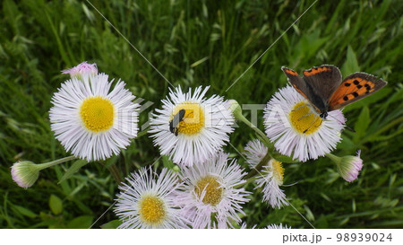 ハルジョンの花に集う虫たち 98939024