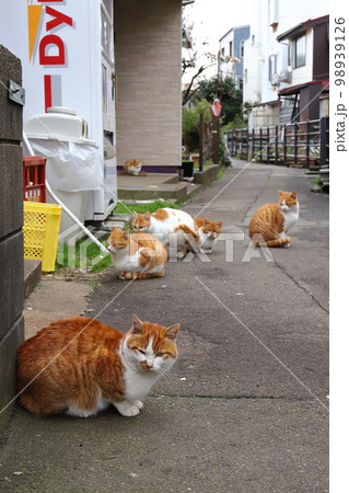 新潟 上越市直江津 赤トラ猫一家 新潟 上越市直江津 赤トラ猫一家 98939126