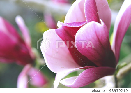 春の日差しを浴びた木蓮（モクレン） 淡い紫の花びらの写真素材