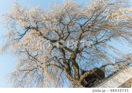 佐用町光福寺の大糸桜（しだれ桜） 98939745