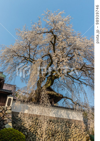 佐用町光福寺の大糸桜(しだれ桜) 佐用町光福寺の大糸桜(しだれ桜) 98939746