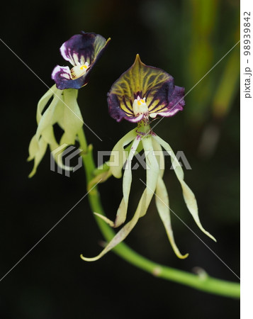 エンキクリア・コクレアタ Encyclia cochleata ランの原種 エンキクリア・コクレアタ Encyclia cochleata ランの原種 98939842
