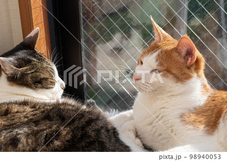 窓辺でくつろぐ二匹の猫 98940053