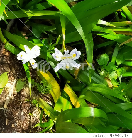 山道で見つけたシャガの花 山道で見つけたシャガの花 98940218