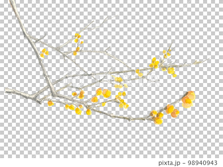分枝五香粉（冬梅）的插圖[手繪水彩畫]白背複製空間 98940943